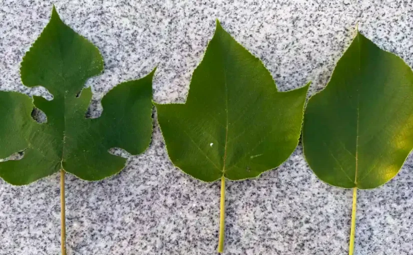 三张构树叶片形状